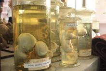  Zoology Lab